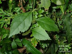 Veronicastrum axillare