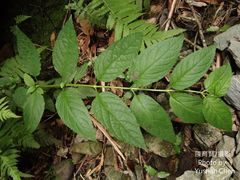 Veronicastrum axillare