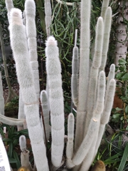 Cleistocactus strausii