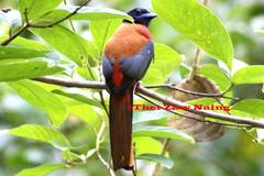 Harpactes duvaucelii