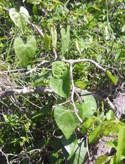 Pergularia daemia daemia