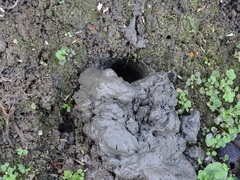 Nanhaipotamon formosanum