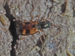 Bembidion articulatum