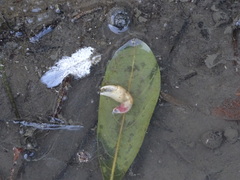 Nanhaipotamon formosanum