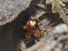Bembidion articulatum