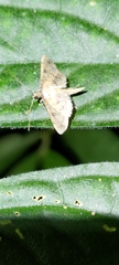 Nacoleia charesalis