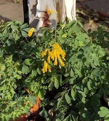 Pseudofumaria lutea