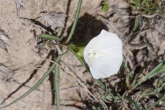 Ipomoea simplex