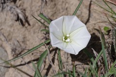 Ipomoea simplex