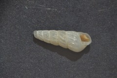 Turbonilla lactea