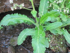 Micranthes micranthidifolia