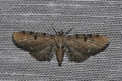 Eupithecia assimilata