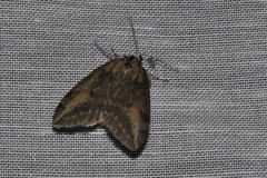 Chesias isabella