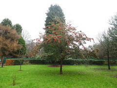 Cotoneaster × watereri