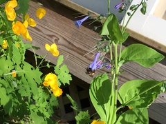 Anthophora villosula