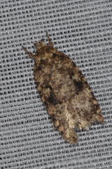 Agonopterix ferocella