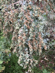Atriplex