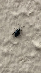 Phyllotreta nigripes