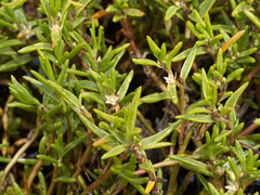 Hemichroa pentandra