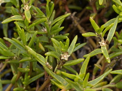 Hemichroa pentandra