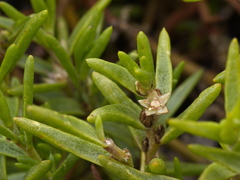 Hemichroa pentandra