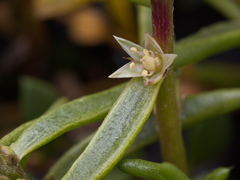 Hemichroa pentandra