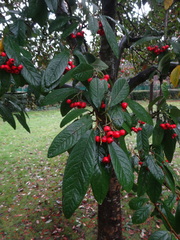 Cotoneaster × watereri