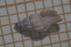 Cyrillia linearis