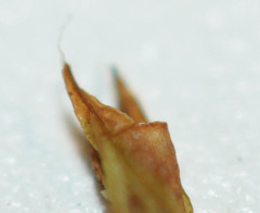 Schistidium crassipilum