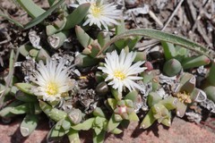 Corpuscularia angustipetala