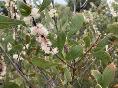 Hakea laevipes