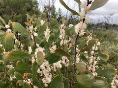 Hakea laevipes
