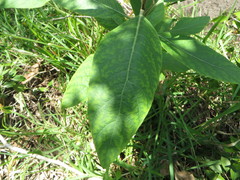 Pluchea carolinensis