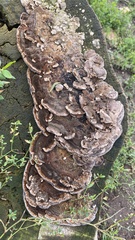 Trametes versicolor