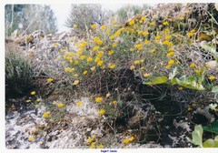 Hippocrepis scabra