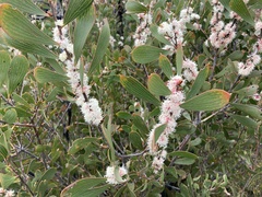 Hakea laevipes