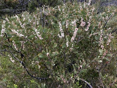 Hakea laevipes