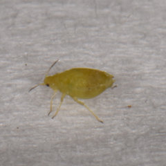 Cavariella aegopodii