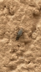 Copromyzinae