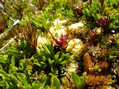 Caltha appendiculata