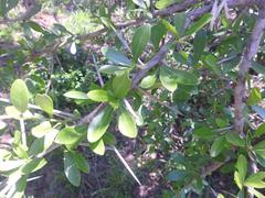 Gymnosporia maranguensis