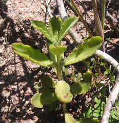 Kalanchoe rotundifolia