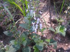 Orthosiphon suffrutescens