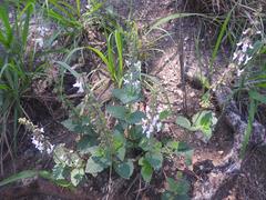 Orthosiphon suffrutescens