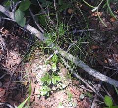 Asparagus divaricatus