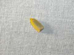 Zelotherses paleana
