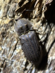 Agrypnus rectangularis