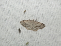 Hydrelia sylvata