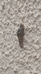 Syrphinae