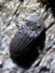 Agrypnus rectangularis